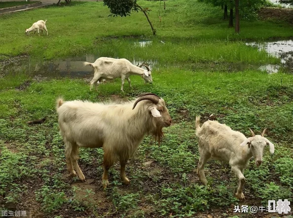 两男吃奶玩乳30分钟视频引发热议，网友们对这种内容的接受度和道德观念产生了激烈讨论