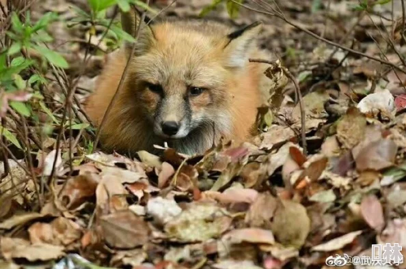 深山猎户粗大hh蜜婉近日猎户在深山发现一只罕见的金色狐狸引发热议