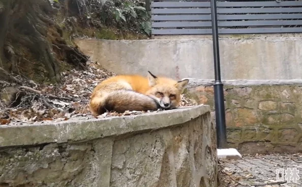 深山猎户粗大hh蜜婉近日猎户在深山发现一只罕见的金色狐狸引发热议