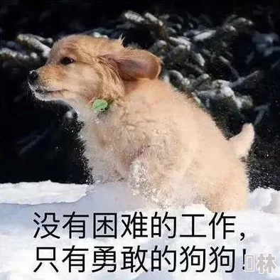 我的老公是条狗赵雪如疯狂复仇记勇敢追梦相信自己终会迎来光明未来