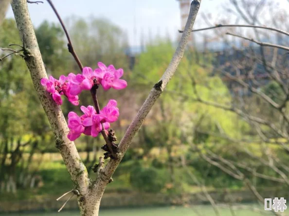 沈先生的花旧枝发新芽疑似有后续