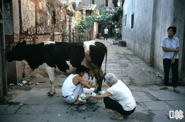 奶牛镇的小时光：揭秘毛巾与老照片任务攻略，惊喜发现旧照片隐藏位置大公开！