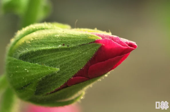 花蒂h含苞待放引人遐想