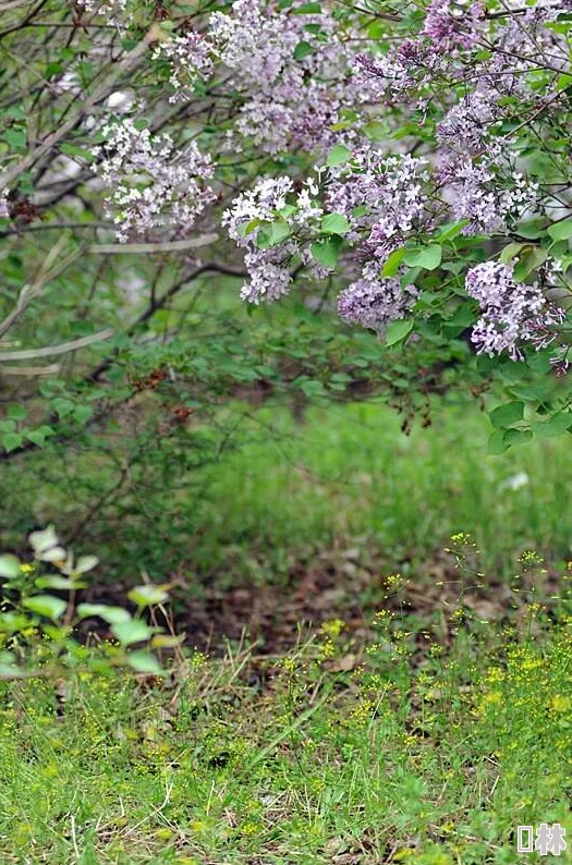 激情六月丁香花开正盛香飘满园引来蜂蝶无数