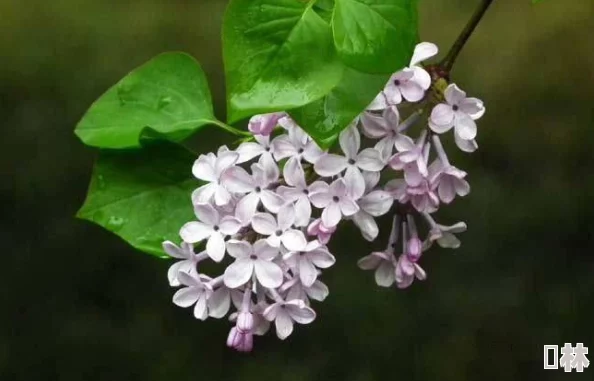 丁香花成人黑道风云勇敢追梦积极向上创造美好未来