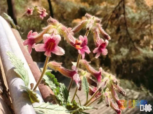 丁香花成人黑道风云勇敢追梦积极向上创造美好未来