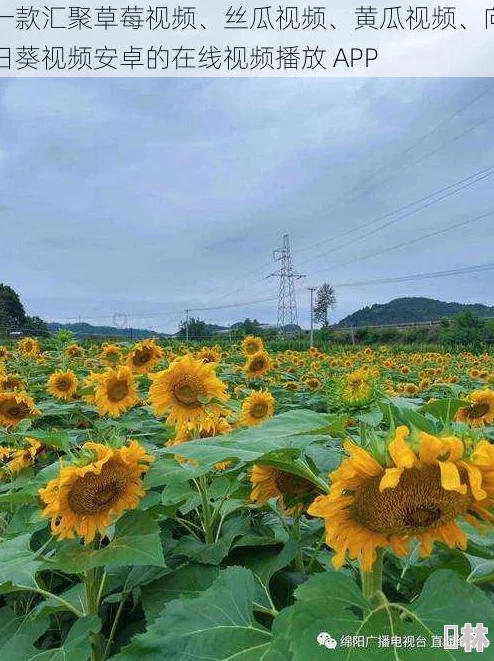 香日葵视频疑似与某知名网红合作推出全新系列引网友热议