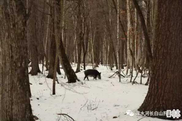 勇者大冒险猎人进阶秘籍：惊喜成长路径解锁，快速迈向高阶狩猎大师之路