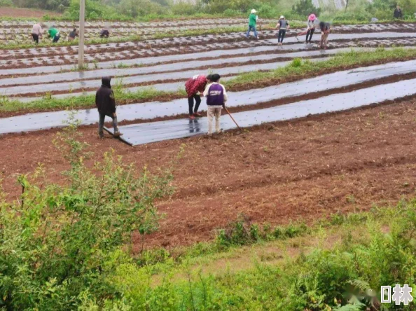 春野小神农乡村致富带头人带领村民种植珍稀药材走上共同富裕道路