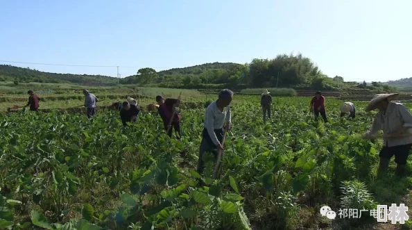 春野小神农乡村致富带头人带领村民种植珍稀药材走上共同富裕道路