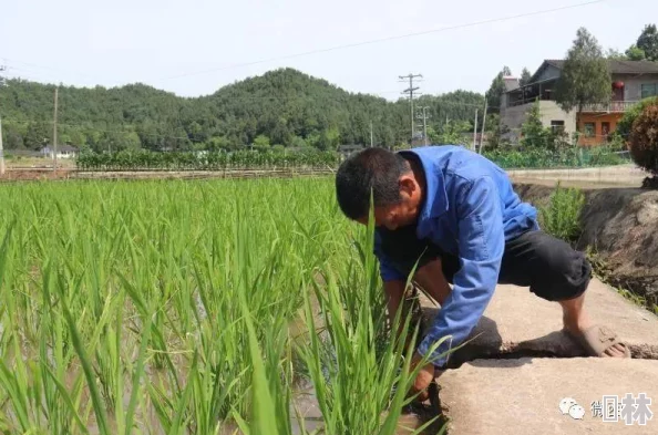 这么菜打什么职业回家养猪去吧水平这么差不如回家种田浪费时间精力