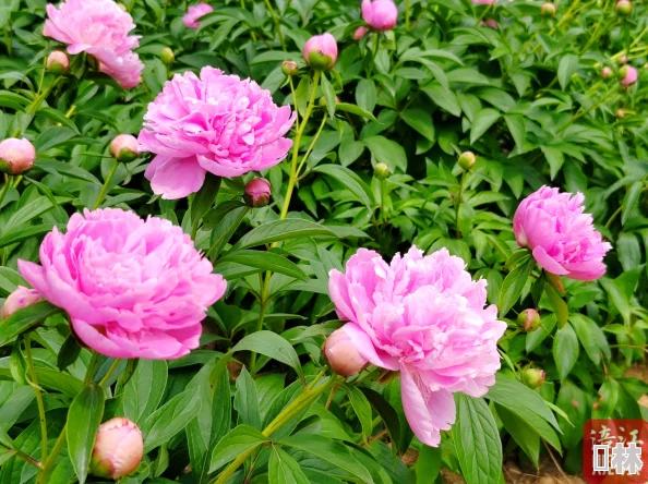 芍药acoeme花期短难养活易生病虫害多价格昂贵