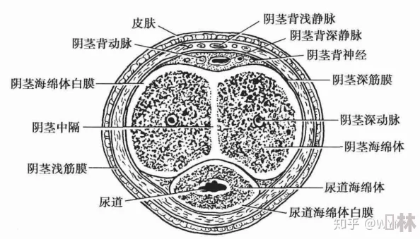 阳茎照片形态特征及其在植物学研究中的应用价值探讨