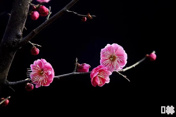 梅花儿香电视剧分集剧情介绍剧情拖沓部分情节不合理