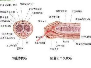 男人的鸡鸡捅女人的鸡鸡医学上称之为性交请咨询专业医生了解更多信息