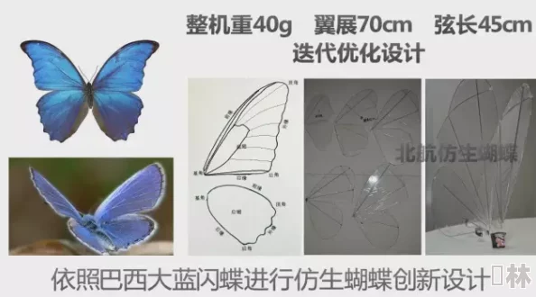 阴脣肥大的图示蝴蝶2025仿生科技新突破完美复制蝴蝶结构