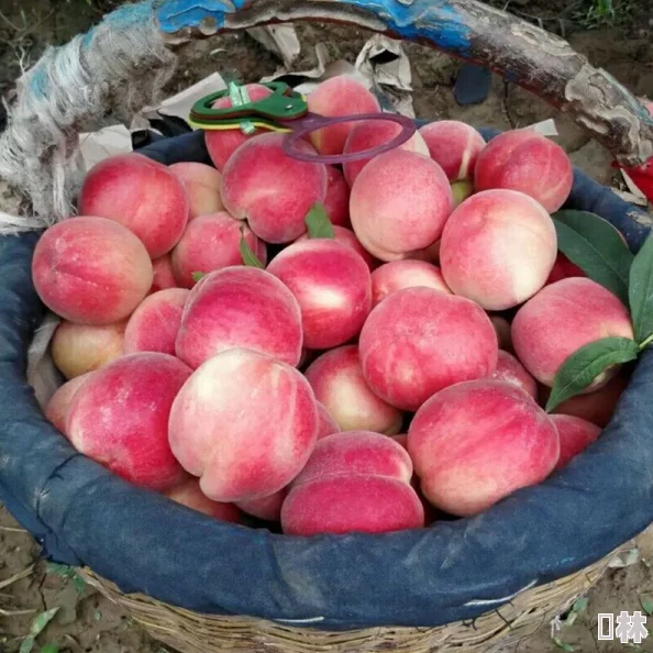 7x7x7x7x7任意槽水蜜桃夏季尝鲜清甜多汁顺丰包邮假一赔十