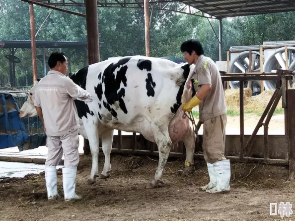 男同志与牛zozoAI智能养殖助力牧场效益提升